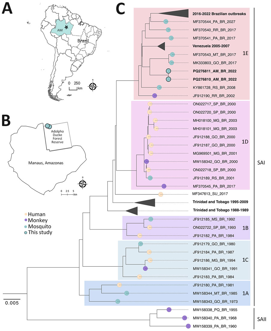 Vector surveillance at the Adolpho Ducke Forest Reserve as part of a study of yellow fever virus (YFV) in mosquitoes from rainforest bordering Manaus, Brazil, 2022. A) Location of Manaus, the capital of Amazonas state. B) Location of the Adolpho Ducke Forest Reserve bordering the city. Light green dots indicate sites where YFV-positive mosquitoes were collected in Adolpho Ducke Forest Reserve. C) Maximum-likelihood phylogenetic tree of YFV based on complete genome sequences from South America. The tree was reconstructed according to the general time reversible plus empirical base frequencies plus invariable sites plus gamma 4 nucleotide substitution model. We tested the reliability of branching patterns using ultrafast bootstrap approximation combined with a nonparametric approximate likelihood-ratio test in IQ-TREE v.2.0.3 (http://www.iqtree.org) and visualized and edited the tree in FigTree v.1.4.4 (https://github.com/rambaut/figtree). Scale bar indicates branch lengths. SAI, South American I genotype; SAII, South American II genotype; 1A–1E, SAI lineages.