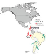 Geographic distribution of CVV and both FSV strains along the North and South American continents in study of FSV infection, Peru, 2020. Additional information on the sequences used to build the figure is provided (Appendix Table 1). CVV, Cache Valley virus; FSV, Fort Sherman virus; L, large segment; M, medium segment; S, small segment.