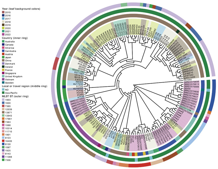 Data from study of the surge in ceftriaxone-resistant Neisseria gonorrhoeae FC428-like strains in the Asia-Pacific region, 2015−2022. Phylogenetic analysis of globally disseminated gonococcal FC428-like strains. MLST, multilocus sequence typing; ST, sequence type.