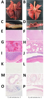 Gross, microscopic, and immunohistochemistry (IHC) findings in cats infected with highly pathogenic avian influenza A(H5N1) virus, South Korea, 2023. Findings are shown for cat carcasses from shelter 1 (Y cat carcass no. 3) and shelter 2 (G cat carcass no. 1). A–D) Gross findings: A) severe congestion and edema in the lungs; B) congestion and edema in the lungs; C) lack of lesions in the small intestine; D) bloody diarrhea in the small intestine (D). E–J) Hemotoxylin and eosin staining: E) brain showing no lesions; F) multifocal gliosis in the brain; G) interstitial pneumonia with focally extensive vascular thrombosis; H) interstitial pneumonia characterized by invasion of the alveolar lumina by mixed neutrophils and macrophages; I) brain showing no lesions; J) necrotic enteritis with confused villi. K–P) Immunohistochemical staining: K) brain showing no influenza virus antigens; L) influenza virus antigens in the neurons; M) influenza virus antigens in alveolar macrophages and bronchial epithelial cells; N) influenza virus antigens in alveolar macrophages and bronchial epithelial cells; O) influenza virus antigens in the small intestine; P) influenza virus antigens in the crypt epithelium and blood vessels in the submucosa. Original magnification ×100, except panel F, in which original magnification was ×10.