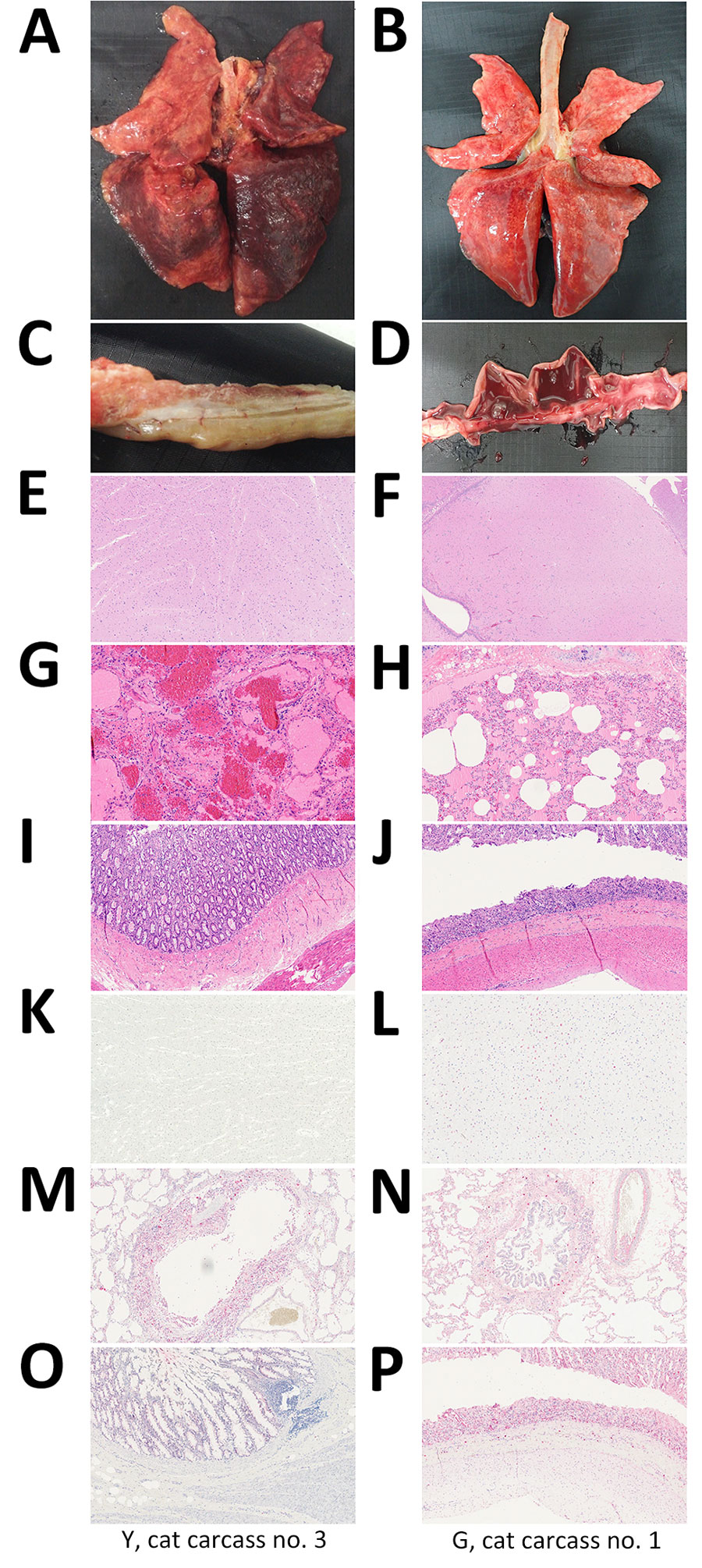 Gross, microscopic, and immunohistochemistry (IHC) findings in cats infected with highly pathogenic avian influenza A(H5N1) virus, South Korea, 2023. Findings are shown for cat carcasses from shelter 1 (Y cat carcass no. 3) and shelter 2 (G cat carcass no. 1). A–D) Gross findings: A) severe congestion and edema in the lungs; B) congestion and edema in the lungs; C) lack of lesions in the small intestine; D) bloody diarrhea in the small intestine (D). E–J) Hemotoxylin and eosin staining: E) brain showing no lesions; F) multifocal gliosis in the brain; G) interstitial pneumonia with focally extensive vascular thrombosis; H) interstitial pneumonia characterized by invasion of the alveolar lumina by mixed neutrophils and macrophages; I) intestine showing no lesions; J) necrotic enteritis with denuded villi. K–P) Immunohistochemical staining: K) brain showing no influenza virus antigens; L) influenza virus antigens in the neurons; M) influenza virus antigens in alveolar macrophages and bronchial epithelial cells; N) influenza virus antigens in alveolar macrophages and bronchial epithelial cells; O) influenza virus antigens in the small intestine; P) influenza virus antigens in the crypt epithelium and blood vessels in the submucosa. Original magnification ×100, except panel F, in which original magnification was ×10.