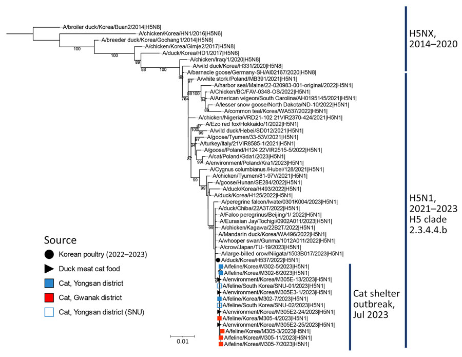 Maximum-likelihood phylogenetic tree for the hemagglutinin (HA) gene in study of highly pathogenic avian influenza virus A(H5N1) infection in cats, South Korea, 2023. The phylogenetic tree is based on H5N1 HA sequences of viruses isolated recently, as well as on the HA gene sequence of other H5Nx viruses. Bootstrap values (1,000 replicates) >70% are displayed at the branch nodes. The black circle denotes virus isolated from poultry in South Korea, 2022–2023, and the black triangle denotes viruses isolated from raw duck meat used for cat food. The blue shaded square denotes viruses isolated from cats in shelter 1, and the red square indicates viruses isolated from cats in shelter 2. The blue outlined square indicates viruses isolated from cats in shelter 1 by SNU. Scale bar indicates number of nucleotide substitutions per site. SNU, Seoul National University. 