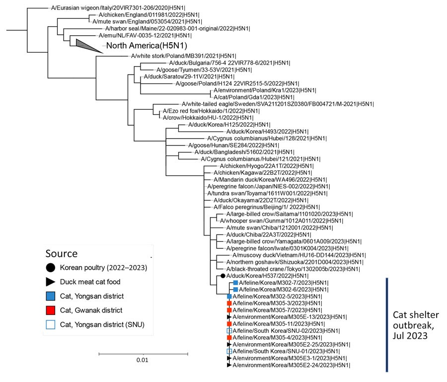 Maximum-likelihood phylogenetic tree for the neuraminidase (NA) gene in study of highly pathogenic avian influenza virus A(H5N1) infection in cats, South Korea, 2023. The phylogenetic tree is based on sequences of H5N1 NA sequences of viruses isolated recently, as well as on the HA gene sequence of other H5Nx viruses. Bootstrap values (1,000 replicates) >70% are displayed at the branch nodes. The black circle denotes virus isolated from poultry in South Korea, 2022–2023, and the black triangle denotes viruses isolated from raw duck meat used for cat food. The blue shaded square denotes viruses isolated from cats in shelter 1, and the red square indicates viruses isolated from cats in shelter 2. The blue outlined square indicates viruses isolated from cats in shelter 1 by SNU. Scale bar indicates number of nucleotide substitutions per site. SNU, Seoul National University.