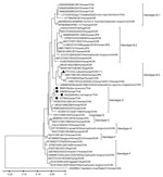 Phylogenetic analysis of the partial sequences of nonstructural protein–encoding gene in the small segment of severe fever with thrombocytopenia syndrome virus identified in Thailand, 2015–2021 and other countries. Black circles indicate nucleotide sequences identified in this study; black triangle indicates nucleotide sequence of the positive control originated from SFTSV patients in South Korea. The sequences are described by GenBank accession numbers/strain names/hosts/3-letter country code. Bootstrap values of nodes, based on 1,000 bootstrapping replicates, associated with the definition of genotypes are indicated in the principal nodes. Scale bar indicates phylogenetic distance of 0.05 nucleotide substitutions per site. 