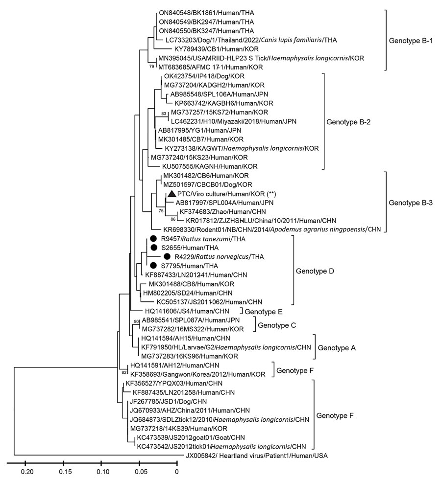 Phylogenetic analysis of the partial sequences of nonstructural protein–encoding gene in the small segment of severe fever with thrombocytopenia syndrome virus identified in Thailand, 2015–2021 and other countries. Black circles indicate nucleotide sequences identified in this study; black triangle indicates nucleotide sequence of the positive control originated from SFTSV patients in South Korea. The sequences are described by GenBank accession numbers/strain names/hosts/3-letter country code. Bootstrap values of nodes, based on 1,000 bootstrapping replicates, associated with the definition of genotypes are indicated in the principal nodes. Scale bar indicates phylogenetic distance of 0.05 nucleotide substitutions per site. 