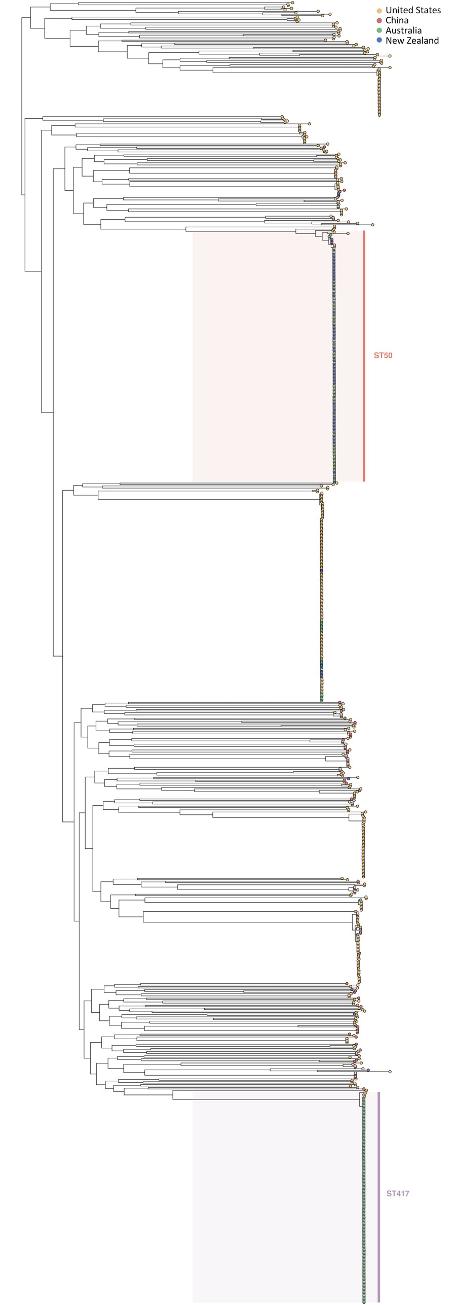 Phylogeny of Vibrio parahaemolyticus constructed using available pangenomes from the PubMLST database (https://pubmlst.org) and outbreak isolates of ST417 and ST 50. Data informed an investigation of V. parahaemolyticus foodborne illness associated with oysters, Australia, 2021–2022. ST, sequence type.