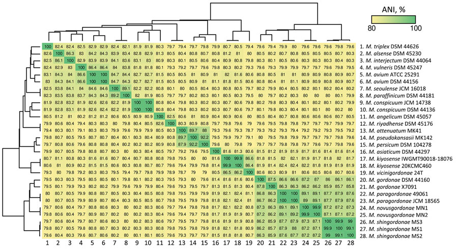 Heatmap showing average nucleotide identity classification of 2 novel mycobacteria species, Mycobacterium novusgordonae and M. shingordonae, among other Mycobacteria species. Heatmap drawn using FastANI (https://github.com/ParBLiSS/FastANI/releases). Species labels in the heatmap were sorted in the same manner as those in the whole-genome sequence-based phylogenetic tree. Numbers at bottom match numbers at right; 24–28 indicate the strains from this study.