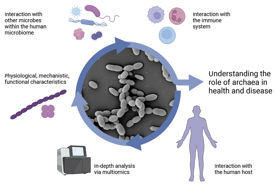 Exploration of analytical potentials using archaeal isolates to enhance understanding of the role of archaea in health and disease. Figure created with BioRender (https://www.biorender.com).