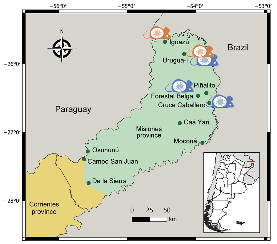 Study areas (green dots) in Misiones Province and part of Corrientes Province (first-level subnational administrative division) in study of orthohantavirus, northeastern Argentina. The Selva Paranaense (Alto Paraná Atlantic Forest) ecoregion is shown in green and Campos y Malezales (savanna-like ecoregion) is shown in yellow. Mouse icons indicate the sites where seropositive Oligoryzomys sp. rodents (in orange) and Akodon affinis montensis mice (in blue) were detected.