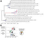 Exploration of most common ancestors for novel reassortant highly pathogenic avian influenza A(H5N6) clade 2.3.4.4 b isolates recovered from wild birds, South Korea. A) Maximum clade credibility tree of viruses found in the carcasses of whooper swans and bean geese in South Korea, December 2023. Tree was constructed using the hemagglutinin gene of the H5N6 viruses. Red indicates H5N6 isolates from South Korea and Japan. The timescale is shown on the horizontal axis in decimal years. Node bars represent 95% highest posterior density of the heights. Accession numbers beginning with EPI indicate isolates from the GISAID database (https://www.gisaid.org). B) Temporal schematic of the reassortant genome constellation of the novel reassortant H5N6 viruses from South Korea. Gene segments originating from H5N1 HPAIVs (red), LPAIVs (green), and H5N6 (blue) HPAIVs are indicated. Shade bars represent 95% highest posterior density range of time to most recent common ancestor. Circles represent the mean time to most recent common ancestor. HPAIV, highly pathogenic avian influenza virus; LPAIV, low-pathogenicity avian influenza viruses.