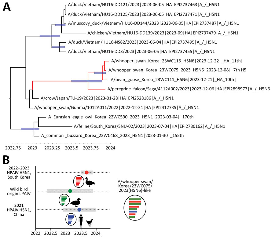 Exploration of most common ancestors for novel reassortant highly pathogenic avian influenza A(H5N6) clade 2.3.4.4 b isolates recovered from wild birds, South Korea. A) Maximum clade credibility tree of viruses found in the carcasses of whooper swans and bean geese in South Korea, December 2023. Tree was constructed using the hemagglutinin gene of the H5N6 viruses. Red indicates H5N6 isolates from South Korea and Japan. The timescale is shown on the horizontal axis in decimal years. Node bars represent 95% highest posterior density of the heights. Accession numbers beginning with EPI indicate isolates from the GISAID database (https://www.gisaid.org). B) Temporal schematic of the reassortant genome constellation of the novel reassortant H5N6 viruses from South Korea. Gene segments originating from H5N1 HPAIVs (red), LPAIVs (green), and H5N6 (blue) HPAIVs are indicated. Shade bars represent 95% highest posterior density range of time to most recent common ancestor. Circles represent the mean time to most recent common ancestor. HPAIV, highly pathogenic avian influenza virus; LPAIV, low-pathogenicity avian influenza viruses.