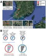 Locations of duck farms and of wild ducks infected with clade 2.3.4.4b HPAIV H5, South Korea, 2023, and their viral genotypes. A) Each square indicates the location of the infected farms or wild birds where the samples were collected. Red indicates H5N6 virus and black H5N1 virus. Satellite image is from Google Earth (https://earth.google.com). B) Genetic constellation of H5N6 and H5N1 viruses concurrently detected in December 2023. The bars represent 8 gene segments of the avian influenza virus in the following order (from top to bottom): polymerase basic 2, polymerase basic 1, polymerase acidic, hemagglutinin, nucleoprotein, neuraminidase, matrix, and nonstructural. The 8 genes of each virus are represented by colored bars, indicating presumed recent donors. HPAIV, highly pathogenic avian influenza virus.