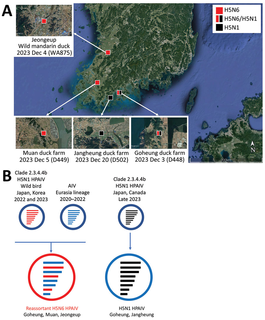 Locations of duck farms and of wild ducks infected with clade 2.3.4.4b HPAIV H5, South Korea, 2023, and their viral genotypes. A) Each square indicates the location of the infected farms or wild birds where the samples were collected. Red indicates H5N6 virus and black H5N1 virus. Satellite image is from Google Earth (https://earth.google.com). B) Genetic constellation of H5N6 and H5N1 viruses concurrently detected in December 2023. The bars represent 8 gene segments of the avian influenza virus in the following order (from top to bottom): polymerase basic 2, polymerase basic 1, polymerase acidic, hemagglutinin, nucleoprotein, neuraminidase, matrix, and nonstructural. The 8 genes of each virus are represented by colored bars, indicating presumed recent donors. HPAIV, high pathogenicity avian influenza virus.