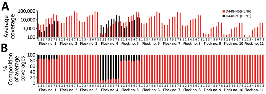 Co-infection status of birds at a broiler duck farm (D448) infected with clade 2.3.4.4b highly pathogenic avian influenza H5N6 and H5N1 viruses in South Korea, December 2023. Reference gene segments for mapping were designated as numbers 1–8; segment 1, polymerase basic 2; segment 2, polymerase basic 1; segment 3, polymerase acidic; segment 4, hemagglutinin; segment 5, nucleoprotein; segment 6, neuraminidase; segment 7, matrix; segment 8, nonstructural. A) Distribution of average coverages of the reads from each pooled oropharyngeal swab sample in the index farm, which had 11 flocks, mapped to the relevant reference viral genomes. Red bars indicate average mapping coverages of A/duck/Korea/D448-N6/2023(H5N6) to its reference gene segments and black bars indicate average mapping coverages of A/duck/Korea/D448-N1/2023(H5N1) to its reference gene segments. Three co-infected flocks (flocks 1, 4, and 5) had sufficient sequencing depth with >1,000-fold coverage of segments 4 (hemagglutinin) and 6 (neuraminidase). B) Distribution of percentage compositions of average coverages transformed from the average coverage values shown in panel A. Birds in flock 4 had more viral reads of H5N1 virus, whereas birds in flocks 1 and 5 had more reads of H5N6 virus. The other 8 flocks had the reads only mapped to H5N6 virus.