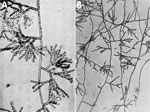 Images from early records of Cladosporium carrionii. A) Fonsecaea pedrosoi var. cladosporium by F.W. Simson in 1946. B) Cladosporium carrionii n. sp. by A. Trejos in 1954.