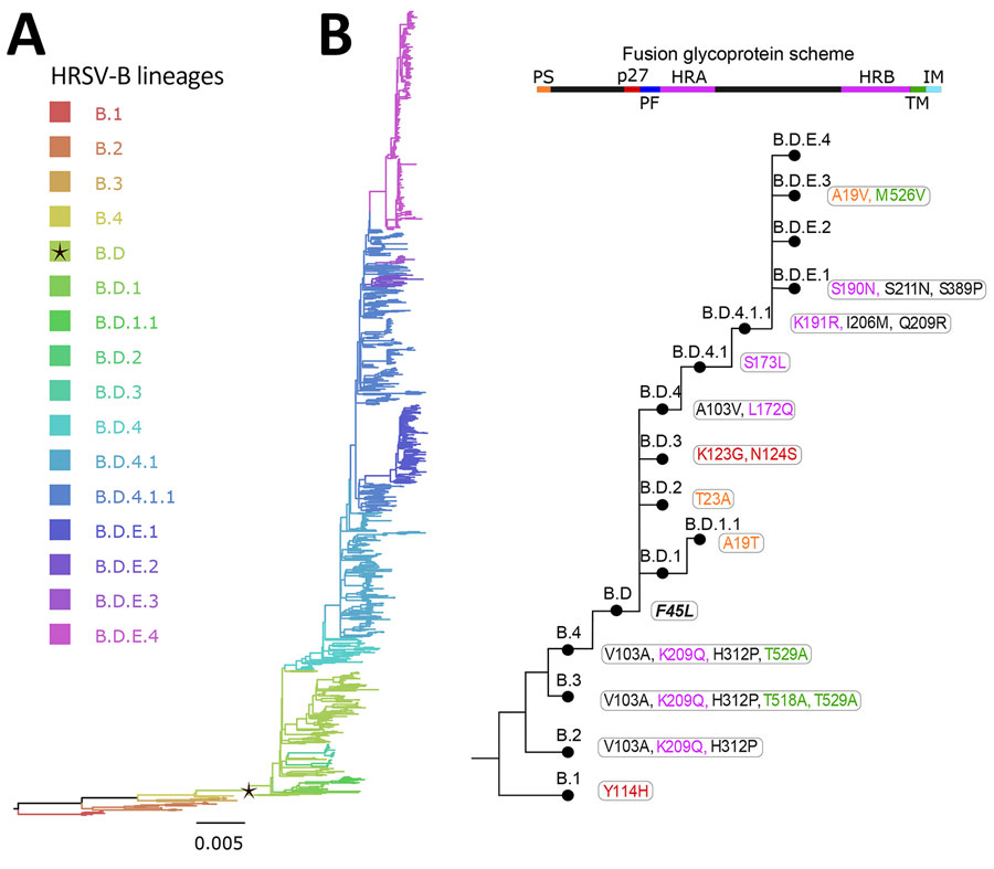 Human respiratory syncytial virus B lineages classification and seasonality. A) HRSV-B maximum-likelihood phylogenetic tree (1,385 sequences), colored according to lineage classification. Black star indicates B.D lineage, defined by the 60-nt duplication in the G gene. Scale bar indicates substitutions per site. B) Simplified scheme of the lineage designation to highlight the presence of nested lineages. The amino acid changes in the F glycoprotein are listed next to lineage name and colored according to their location in the fusion protein. 