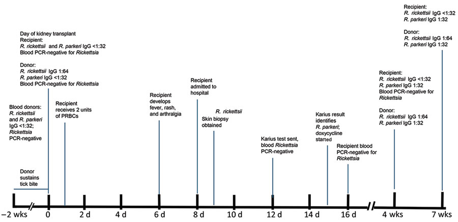 Transmission and testing timeline for case of Rickettsia parkeri rickettsiosis in a kidney transplant receipient, North Carolina, USA, 2023. Pretransplant samples were tested retrospectively to determine possible transmission risk from 2 blood donors and the kidney donor. PRBCs, packed red blood cells.