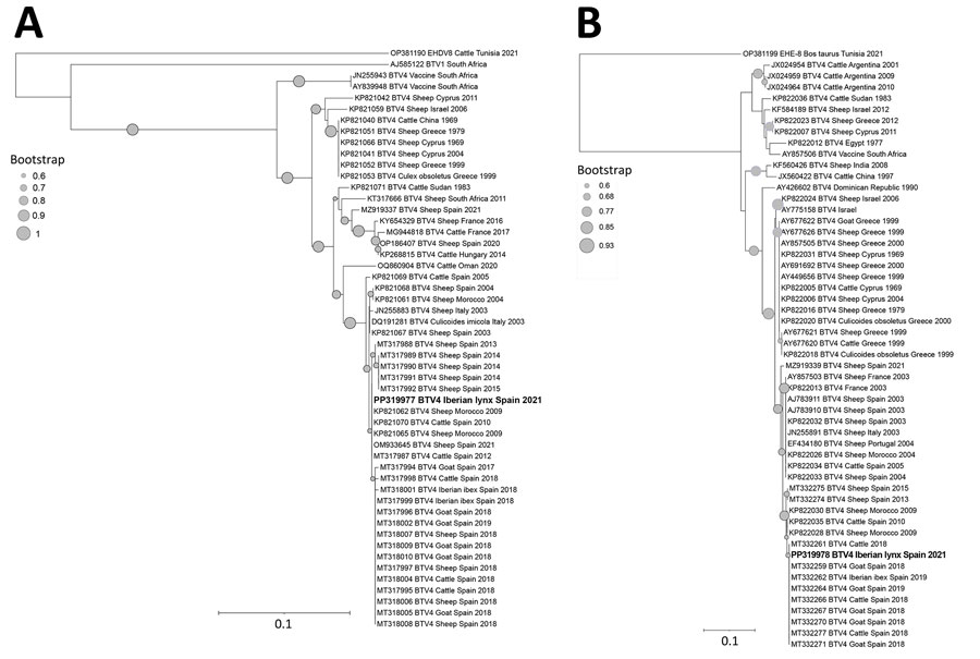 Phylogenetic tree of BTV from Iberian lynxes (Lynx pardinus) sampled in the Iberian Peninsula during 2010–2022 (bold) and reference sequences. Tree was constructed by the neighbor-joining method (1,000 bootstraps). A) Segment 2 tree, based on 393 nucleotides of 52 sequences. BTV-1 serotype and epizootic hemorrhagic disease virus serotype 8 reference strains were included to root the tree. B) Segment 10 tree, based on 216 nucleotides of 54 sequences. Epizootic hemorrhagic disease virus serotype 8 reference strain was included to root the tree. Gray circles indicate bootstrap values; only values ≥60 are shown. GenBank accession numbers are provided. Scale bars indicate number of substitutions per site. BTV, bluetongue virus.