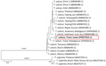 Phylogenetic analysis of the cox-1 gene in case study of Taenia solium taeniasis in a child, Timor-Leste. Evolutionary history was inferred by using the neighbor-joining method and analysis was conducted by using MEGA11 (4). Red box and bold text indicates the sequence from this study. GenBank accession numbers are indicated in parentheses. Percentages of replicate trees in which the associated taxa clustered together in the bootstrap test (1,000 replicates) are shown below the branches. Tree is drawn to scale; branch lengths (above the branches) are in the same units as those of the evolutionary distances used to infer the phylogenetic tree. The evolutionary distances were computed by using the Kimura 2–parameter method. Analysis involved 20-nt sequences. Codon positions included were first + second + third + noncoding. All ambiguous positions were removed for each sequence pair (pairwise deletion option). A total of 480 positions were in the final dataset. Scale bar indicates nucleotide substitutions per site.