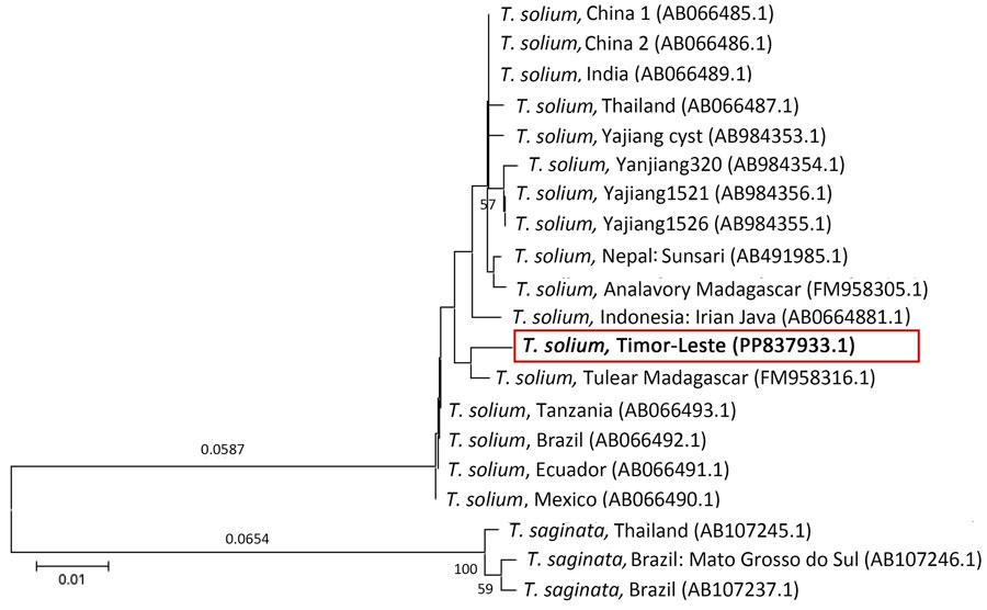 Phylogenetic analysis of the cox-1 gene in case study of Taenia solium taeniasis in a child, Timor-Leste. Evolutionary history was inferred by using the neighbor-joining method and analysis was conducted by using MEGA11 (4). Red box and bold text indicates the sequence from this study. GenBank accession numbers are indicated in parentheses. Percentages of replicate trees in which the associated taxa clustered together in the bootstrap test (1,000 replicates) are shown below the branches. Tree is drawn to scale; branch lengths (above the branches) are in the same units as those of the evolutionary distances used to infer the phylogenetic tree. The evolutionary distances were computed by using the Kimura 2–parameter method. Analysis involved 20-nt sequences. Codon positions included were first + second + third + noncoding. All ambiguous positions were removed for each sequence pair (pairwise deletion option). A total of 480 positions were in the final dataset. Scale bar indicates nucleotide substitutions per site.