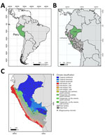 Locations and climate classifications related to study of Rio Mamore hantavirus endemicity in the Peruvian Amazon, 2020. A) Location of Peru (green) in South America. B) Regions in Peru where 3,400 serum samples from febrile patients were collected and stored during a dengue outbreak that overlapped with COVID-19 (24) in 3 diverse ecoregions: Loreto (Amazon; n = 1,972 samples), Lambayeque (coastal desert /dry forest; n = 743 samples), and Lima (coastal desert; n = 685 samples) (One Earth, https://www.oneearth.org). C) Climate classification regions of Peru and distribution of Oligoryzomys microtis small-eared rice rats (white dots) (https://www.gbif.org) (26). All maps were created by using QGIS 3.28.10 (https://hub.arcgis.com) based on freely available maps from Bucknell University.