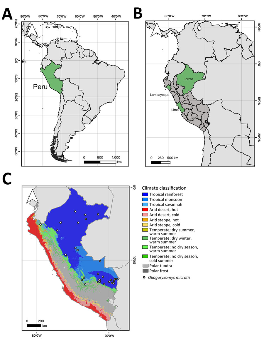 Locations and climate classifications related to study of Rio Mamore hantavirus endemicity in the Peruvian Amazon, 2020. A) Location of Peru (green) in South America. B) Regions in Peru where 3,400 serum samples from febrile patients were collected and stored during a dengue outbreak that overlapped with COVID-19 (24) in 3 diverse ecoregions: Loreto (Amazon; n = 1,972 samples), Lambayeque (coastal desert /dry forest; n = 743 samples), and Lima (coastal desert; n = 685 samples) (One Earth, https://www.oneearth.org). C) Climate classification regions of Peru and distribution of Oligoryzomys microtis small-eared rice rats (white dots) (https://www.gbif.org) (26). All maps were created by using QGIS 3.28.10 (https://hub.arcgis.com) based on freely available maps from Bucknell University.