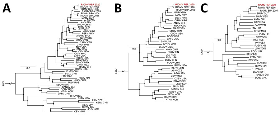 Phylogenetic relationships between partial concatenate sequences of RIOMV from Peru (RIOMV PER 2020, depicted in red) and reference sequences. The phylogenetic trees were constructed by using MrBayes 3.2.6 (http://mrbayes.csit.fsu.edu) and a general time-reversible substitution model with gamma distribution. Black circles at nodes indicate posterior probability >0.80. Reference sequences are available in Appendix 1. A) Partial sequence of the small segment (1,393 nt). B) Partial sequence of the medium segment (1,914 nt). C) Partial sequence of the large segment (1,617 nt). LAIN, Laibin mobatvirus