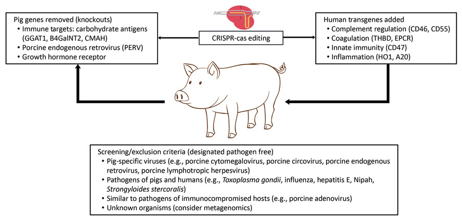 Advances in genetic engineering have led to the breeding of pigs with advantages in infection, immunology, coagulation, size, and inflammation. Breeding of source animals in biosecure facilities enables screening for potential pathogens. B4GalNT2, glycosyltransferase; CD46, human membrane cofactor protein; CD47, block SIRPα tyrosine phosphorylation; CD55, human decay-accelerating factor; CMAH, cytidine monophosphate-N-acetylneuraminic acid hydroxylase; EPCR, endothelial cell protein C receptor; GGAT1, α-1,3-glycosyltransferase; HO1, heme oxygenase-1; HA20, human A20; PERV, porcine endogenous retrovirus; THBD, human thrombomodulin gene.