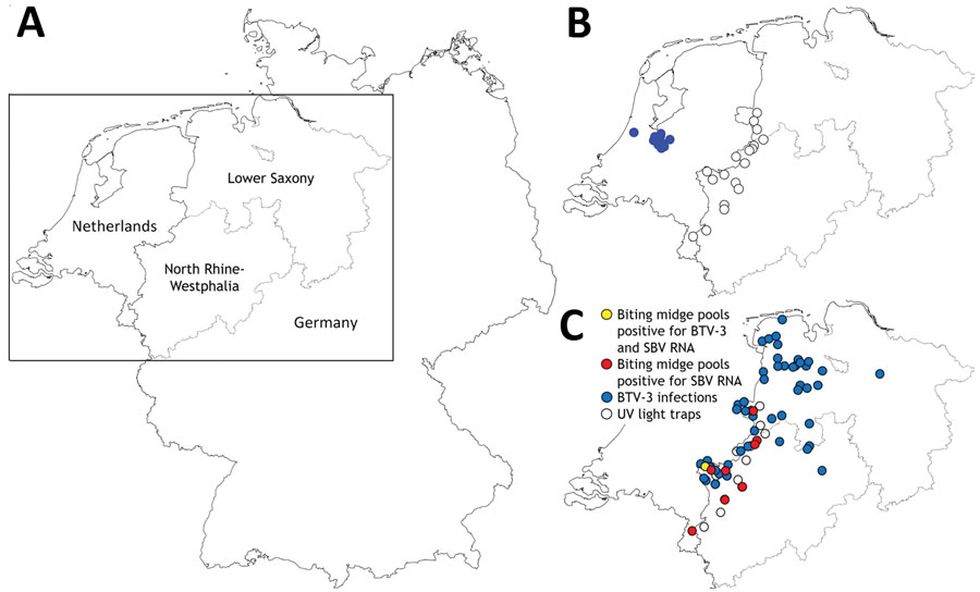 Sampling locations and infection sites in study of BTV-3 and SBV in Culicoides biting midges, western Germany, 2023. A) Overview map of Germany and the Netherlands showing North Rhine-Westphalia and Lower Saxony study areas. B) BTV-3 cases in the Netherlands (blue dots) as of September 8, 2023, and locations of UV light traps (white dots) along the border between Germany and the Netherlands. C) BTV-3 infections in ruminants (blue dots) reported to the animal disease reporting system in Germany as of April 18, 2024, and geographic assignment of farms with biting midge pools that tested positive for BTV-3 and SBV RNA (yellow dot) and those with pools only positive for SBV RNA (red dots). BTV-3, bluetongue virus serotype 3; SBV, Schmallenberg virus. 