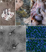 Clinical manifestations, TEM analysis, and immunofluorescence assay findings in outbreak of natural severe fever with thrombocytopenia syndrome virus (SFTSV) infection in farmed minks, China. A–C) Clinical manifestations were death (A), loose stools (B), and enlargement and hyperemia of the mesenteric lymph nodes (C). D) Virus detection by TEM analysis showed typical enveloped virions (arrows). Scale bar indicates 200 nm. E, F) Immunofluorescent pictures of Vero cells infected with SFTSV SD01/China/2022 isolate. Differences between the blank control (E) and green fluorescence (F) indicates SFTSV particles in the monolayer of Vero cells. Scale bars in panels E and F indicate 75 μm.