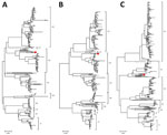 Phylogenetic analysis of natural severe fever with thrombocytopenia syndrome virus SD01/China/2022 isolate from outbreak in farmed mink, China. Phylogenetic trees were based on the alignment of large (A), medium (B), and small (C) gene segment sequences from the isolate from this study (red circles). The maximum-likelihood method based on the Tamura-Nei model was used to analyze the molecular evolution by using MEGAX (https://www.megasoftware.net). The conﬁdence of the resulting trees was evaluated by 1,000 bootstrap replications. All other parameters were used as default. Scale bars indicate nucleotide substitutions per site. 