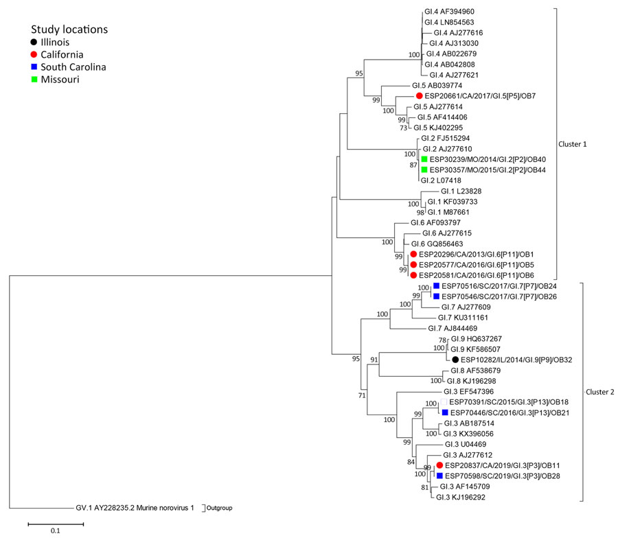 Maximum-likelihood phylogram of GII ORF2 (VP1) in a study of molecular characterization of noroviruses causing acute gastroenteritis outbreaks among US military recruits at 4 basic training facilities, 2013–2023. Phylogram reveals genetic relatedness GII ORF2 (VP1) deduced amino acid sequences (+580 bp) for 26 of the 39 norovirus outbreak strains. Outbreak study strains are labeled from left to right as follows: sample identification/location sample was collected/year sample was collected/genogroup and P-type/outbreak number. The 4 facilities, identified by color,  were Marine Corps centers in California and South Carolina, a Navy center in Illinois, and an Army center in Missouri. Bootstrap values >70% are indicated at branch nodes where applicable. Scale bar indicates nucleotide substitutions per site. ORF, open reading frame; VP, virus capsid protein. 