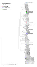 Maximum-likelihood phylogram of GI ORF2 (VP1) in a study of molecular characterization of noroviruses causing acute gastroenteritis outbreaks among US military recruits at 4 basic training facilities, 2013–2023. Phylogram reveals genetic relatedness of GI ORF2 (VP1) deduced amino acid sequences (+550 bp) for 13 of the 39 norovirus outbreak strains. Outbreak study strains are labeled from left to right as follows: sample identification/location sample was collected/year sample was collected/genogroup and P-type/outbreak number. The 4 facilities, identified by color, were Marine Corps centers in California and South Carolina, a Navy center in Illinois, and an Army center in Missouri. Bootstrap values >70% are indicated at branch nodes where applicable. Scale bar indicates nucleotide substitutions per site. ORF, open reading frame; VP, virus capsid protein. 