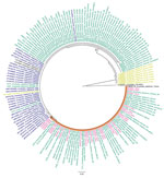 Maximum-likelihood phylogenetic analysis of cytochrome c oxidase subunit 1 gene sequences for Anopheles stephensi mosquitoes collected in Yemen. Pink indicates sequences from Yemen, blue indicates sequences from South Asia, green indicates sequences from the Horn of Africa, and yellow-green indicates sequences from the Arabian Peninsula. Orange shading indicates branch containing Yemen and Horn of Africa specimens only. Numbers along branches indicate bootstrap values. Only values >70 are shown. Scale bar indicates the number of nucleotide substitutions per site. 