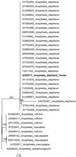 Maximum-likelihood phylogenetic analysis of An. internal transcribed spacer 2 DNA sequences for Anopheles stephensi mosquitoes collected in Yemen. Only 1 sequence (bold) is included as a representative of the single haplotype observed in the Yemen An. stephensi specimens. GenBank accession numbers are provided. Numbers along branches indicate bootstrap values. Only values >70 are shown. Scale bar indicates the number of nucleotide substitutions per site.