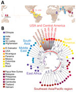 Phylogenetic analysis of Plasmodium vivax strains from blood samples from malaria patients, Florida, USA, May–July 2023, suggesting Central/South America origin. A) Geographic distribution of 53 high-quality global strains selected from >1,000 global P. vivax collections. B) Florida P. vivax strains clustering with Central/South America strains. The phylogenetic tree was constructed by using the maximum-likelihood method, and 1,000 bootstrap replications are shown next to the branches. The color coding of the geographic origin of the isolates matches the global map in panel A. The US and Central/South American cluster is shaded gray. The 4 Florida P. vivax strains are denoted as 1AS1, 2AS2, 3AS3, and 4AS4. Scale bar indicates nucleotide substitutions per site.
