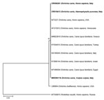 Maximum-likelihood phylogenetic tree of Ehrlichia canis 16S rRNA sequences detected in a patient’s blood and in a Haemaphysalis punctata tick removed from the patient in Italy, 2023. Boldface indicates sequences amplified in the study area. The tree was inferred including 12 partial sequences (281 bp) under the maximum-likelihood method based on the general time reversible model (10) and a discrete gamma distribution was used to model evolutionary rate differences among sites (5 categories) (+G, parameter = 0.3727). The percentage of trees in which the associated taxa clustered together is shown next to the branches. A consensus sequence of Rickettsia raoultii (MT509815) in a human from Russia was used as outgroup. The tree with the highest log likelihood (−559.69) is shown, obtained from 1,000 bootstrap replications with MEGA X software (11). Scale bar indicates nucleotide substitutions per site.