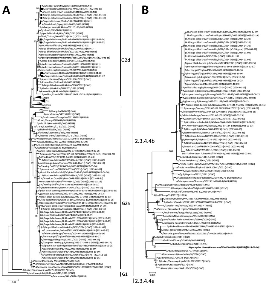 Phylogenetic analysis of genetically distinct highly pathogenic avian influenza H5N5 and H5N1 viruses isolated in Japan in winter 2023–24. H5 hemagglutinin (A) and N5 neuraminidase (B) gene segments of H5N5 highly pathogenic avian influenza viruses (HPAIVs) isolated in winter 2023–24 were compared with reference strains within clade 2.3.4.4b obtained from GISAID (https://www.gisaid.org). Squares indicate H5N1 and circles indicate H5N5 HPAIVs isolated from crows in Hokkaido in winter 2023–24. Bold text indicates the H5N5 HPAIV isolated from a peregrine falcon in Kumamato in the southern part of Japan in winter 2023–24. Trees were constructed by using the maximum-likelihood method and MEGA 7 software (https://www.megasoftware.net). Bootstrap values (>50%) from 1,000 replicates are indicated on nodes. Isolated viruses belonging to subgroups G1, G2a, and G2d and clade 2.3.4.4b are indicated. Dates after strain names indicate sample collection dates for HPAIV-infected animals. Scale bar indicates number of nucleotide substitutions per site.