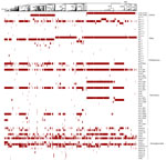 Comprehensive distribution of antimicrobial-resistance genes in 785 Escherichia coli isolates from Kenya, Uganda, and Jordan. Antimicrobial-resistance genes associated with nonsusceptibility to various antibiotic classes (polymyxins, third- and fourth-generation cephalosporins, carbapenems, phenicols and quinolones, and aminoglycosides) for each isolate are labeled for presence (red) or absence (white). The presence or absence of gene(s) is mapped onto a neighbor-joining tree curated from its minimum-spanning tree. The major high-risk STs are labeled on the neighbor-joining tree. ST, sequence type.