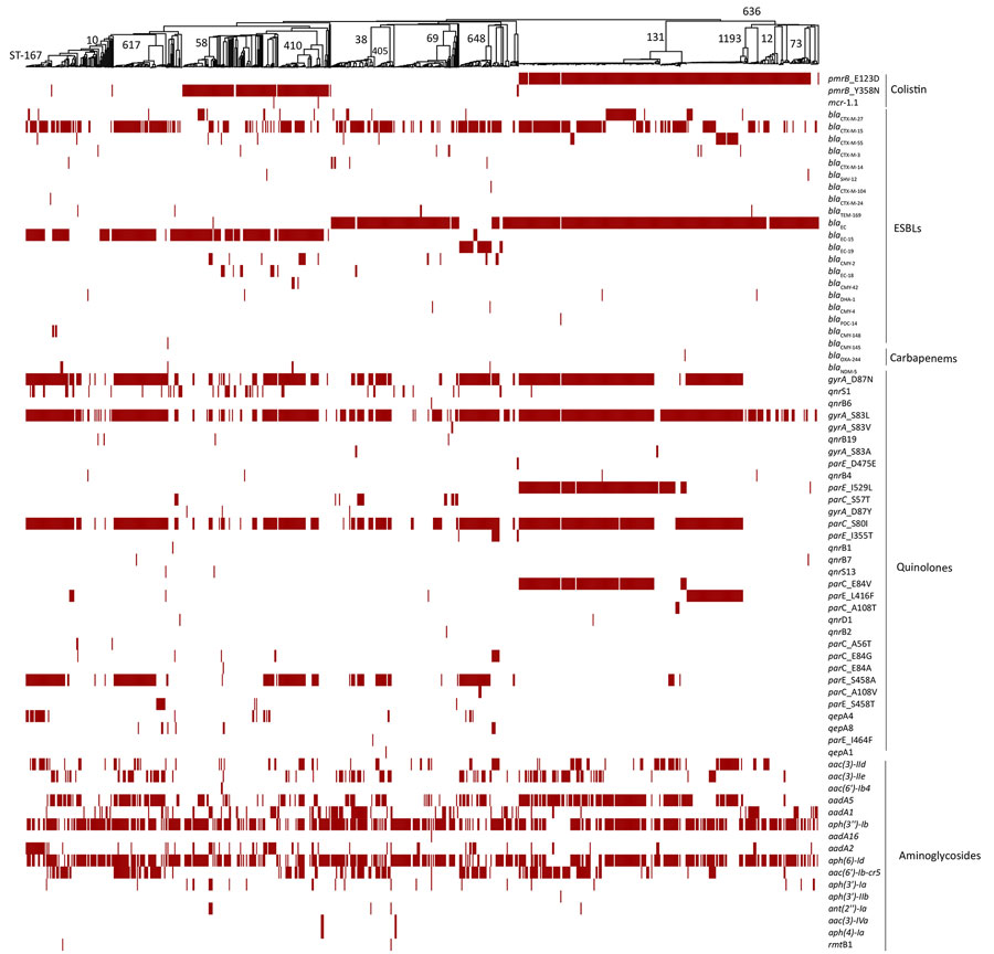 Comprehensive distribution of antimicrobial-resistance genes in 785 Escherichia coli isolates from Kenya, Uganda, and Jordan. Antimicrobial-resistance genes associated with nonsusceptibility to various antibiotic classes (polymyxins, third- and fourth-generation cephalosporins, carbapenems, phenicols and quinolones, and aminoglycosides) for each isolate are labeled for presence (red) or absence (white). The presence or absence of gene(s) is mapped onto a neighbor-joining tree curated from its minimum-spanning tree. The major high-risk STs are labeled on the neighbor-joining tree. ST, sequence type.