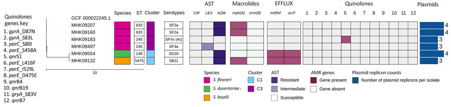 Phylogenetic tree and corresponding heatmap of 6 Shigella spp. isolates carrying antimicrobial resistance genes recovered from patients in Kenya with acute or severe diarrheal disease. The phylogenetic tree was constructed by using a maximum-likelihood single-nucleotide polymorphism core genome alignment with a reference strain. Isolates are identified by reference genome identification numbers. Tree scale bar measures substitutions per site. AMR, antimicrobial resistance; AST, antimicrobial susceptibility testing; AZM, azithromycin; CIP, ciprofloxacin; LEV, levofloxacin; ST, sequence type.