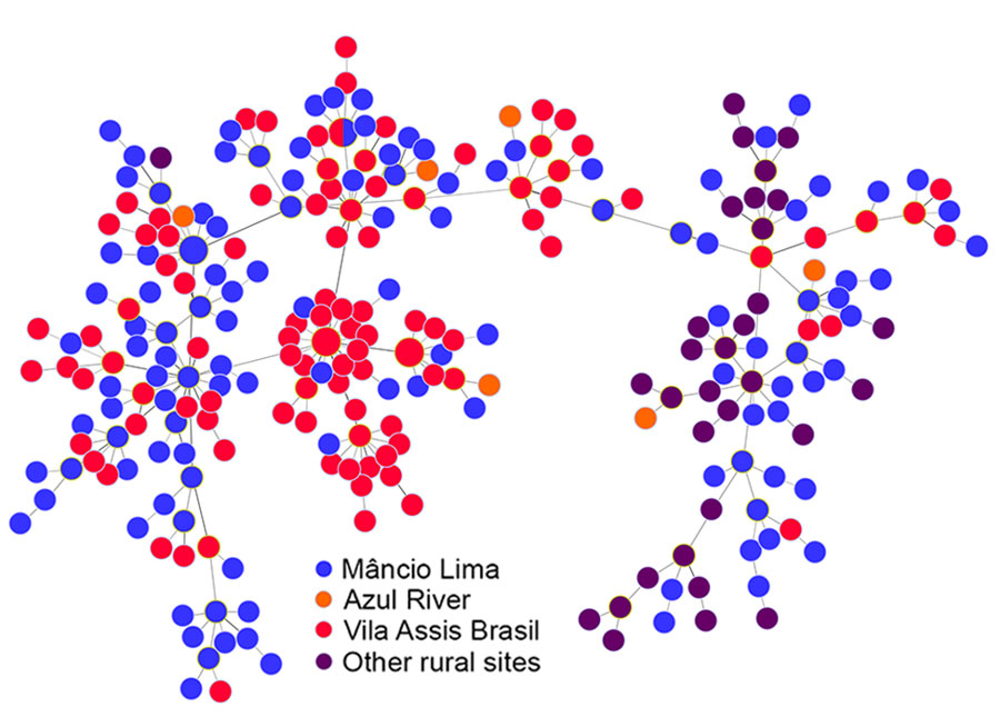 Minimal spanning trees representing the connectivity of Plasmodium vivax haplotypes from the Juruá Valley region of Brazil (264 isolates collected 2016‒2021). Circles represent haplotypes with size linearly proportional to the number of isolates sharing them. Lines connect pairs of haplotypes with <5 allele mismatches and the overall network represents the most likely haplotype genealogy, ensuring that the summed distance of all links of the tree is the minimum possible. Haplotype colors indicate the likely site of infection (Appendix Figure 2). The circle with blue and red slices indicates a haplotype that was shared by 2 parasites from different (urban and rural) origins.