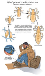 Life cycle of the human body louse (Pediculus humanus humanus).