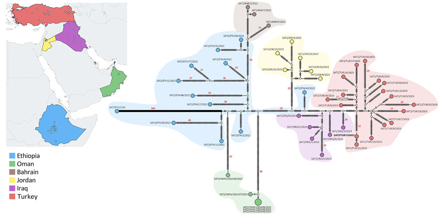 Statistical parsimony network and geographic distribution of type SAT2 topotype XIV foot-and-mouth disease viruses in study of eastern Africa origin of SAT2 topotype XIV foot-and-mouth disease virus outbreaks, western Asia, 2023. Nodes are colored according to the country of isolation; white nodes represent missing unsampled haplotypes. Hatch marks represent single nucleotide substitutions estimated between the connected nodes. Differences in nucleotide substitutions of >20 are reported in red numbers. BAR, Bahrain; ETH, Ethiopia; IRQ, Iraq; JOR, Jordan; OMN, Oman; TUR, Turkey.