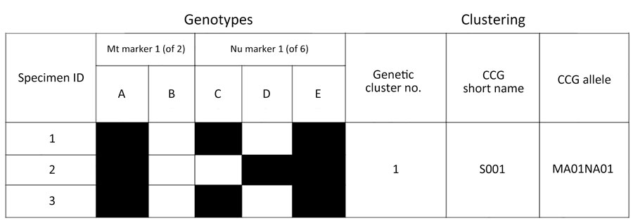 Schematic representation of a cluster consensus genotype in study of Cyclospora genotypic variations and associated epidemiologic characteristics United States, 2018–2021. Genotypes are derived from 8 markers, 2 Mt and 6 Nu; this schematic representation is based on 1 Mt and 1 Nu marker, where the haplotypes for this Mt marker are A or B, and the Nu haplotypes are C, D, or E. The Centers for Disease Control and Prevention Cyclospora genotyping system, Cybernetic Clustering Of Nonclonal Eukaryotes (CYCLONE) bioinformatic workflow, was used to determine the genetic similarity and clustered specimens 1, 2 and 3 in genetic cluster 1. Specimens 1 and 3 have genotype ACE, and specimen 2 has genotype ADE. Because genotype ACE is present in ≥50% of samples, it is the CCG for cluster 1, and its short name for this example is S001. The corresponding allele for this specific CCG is MA01 (Mt marker A) NA01 (Nu markers C and E). CCG, cluster consensus genotype; ID, identification; Mt, mitochondrial; Nu, nuclear.