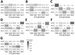 Heatmaps illustrating the proportions of the top 5 most prevalent CCGs in each of the 7 states with highest number of specimens in study of Cyclospora genotypic variations and associated epidemiologic characteristics United States, 2018–2021. A) New York; B) Texas; C) Florida; D) Illinois; E) Iowa; F) Wisconsin; G) Minnesota. Values within each box represent the percentage of the total number of specimens within a state for a given year. Numbers in parentheses represent the corresponding number of specimens. Darker shades represent higher proportions.  The total number of specimens submitted per year is as follows: New York, 67 (2018), 297 (2019), 110 (2020), 177 (2021); Texas, 98 (2018), 219 (2019), 168 (2020), 66 (2021); Florida 0 (2018), 13 (2019), 90 (2020), 118 (2021); Illinois, 111 (2018), 12 (2019), 73 (2020), 16 (2021); Iowa, 71 (2018), 27 (2019), 87 (2020), 0 (2021); Wisconsin, 123 (2018), 30 (2019), 31 (2020), 40 (2021); Minnesota, 36 (2018), 30 (2019), 95 (2020), 43 (2021). CCG, cluster consensus genotype.