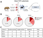 Prion detection using cervid-PMCA in wild pig tissues originating from a CWD-endemic region of Arkansas, USA, in a study of prions in wild pigs (Sus scrofa) from areas with reported chronic wasting disease cases. A) Experimental strategy depicting tissues analyzed in animals from this cohort and PMCA settings. B) Graphs representing percentage of detection per tissue. C) Details on the prion detection data displayed in panel B. CWD, chronic wasting disease; PMCA, protein misfolding cyclic amplification; PrP, prion proteins; RPLN, retropharyngeal lymph nodes; SMLN, submandibular lymph nodes; Tg, transgenic.