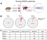 Prion detection using porcine-PMCA in wild pig tissues originating from a CWD-endemic region of Arkansas, USA, in a study of prions in wild pigs (Sus scrofa) from areas with reported chronic wasting disease cases. A) Experimental strategy depicting tissues analyzed in animals from this cohort and PMCA settings. B) Graphs representing percentage of detection per tissue. C) Details on the prion detection data displayed in panel B. PMCA, protein misfolding cyclic amplification; PrP, prion proteins; RPLN, retropharyngeal lymph nodes; SMLN, submandibular lymph nodes; Tg, transgenic.