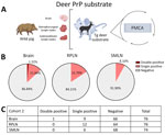 Prion detection using cervid-PMCA in wild pig tissues originating from a CWD-endemic region of Texas, USA, in a study of prions in wild pigs (Sus scrofa) from areas with reported chronic wasting disease cases. A) Experimental strategy depicting tissues analyzed in animals from this cohort and PMCA settings. B) Graphs representing percentage of detection per tissue. C) Details on the prion detection data displayed in panel B. CWD, chronic wasting disease; PMCA, protein misfolding cyclic amplification; PrP, prion proteins; RPLN, retropharyngeal lymph nodes; SMLN, submandibular lymph nodes; Tg, transgenic.