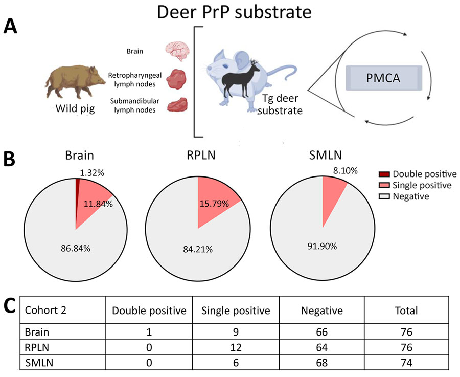 Prion detection using cervid-PMCA in wild pig tissues originating from a CWD-endemic region of Texas, USA, in a study of prions in wild pigs (Sus scrofa) from areas with reported chronic wasting disease cases. A) Experimental strategy depicting tissues analyzed in animals from this cohort and PMCA settings. B) Graphs representing percentage of detection per tissue. C) Details on the prion detection data displayed in panel B. CWD, chronic wasting disease; PMCA, protein misfolding cyclic amplification; PrP, prion proteins; RPLN, retropharyngeal lymph nodes; SMLN, submandibular lymph nodes; Tg, transgenic.